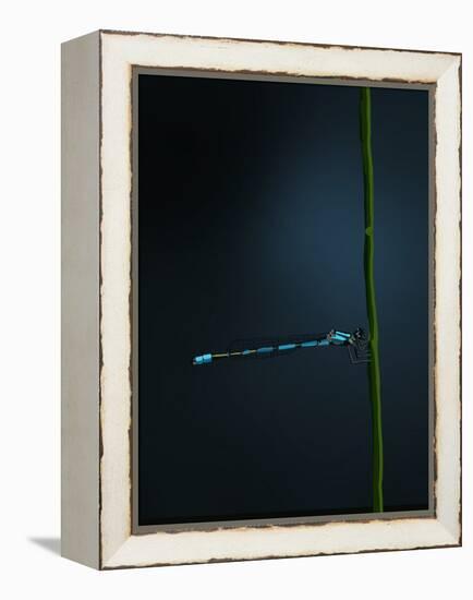 Damselfly, 2022 (Digital)-Roberta Murray-Framed Premier Image Canvas