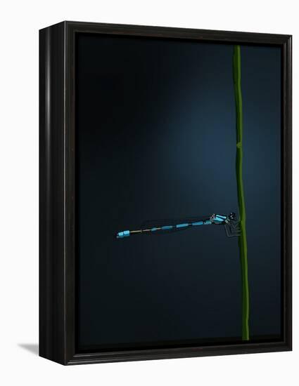 Damselfly, 2022 (Digital)-Roberta Murray-Framed Premier Image Canvas