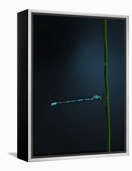 Damselfly, 2022 (Digital)-Roberta Murray-Framed Premier Image Canvas