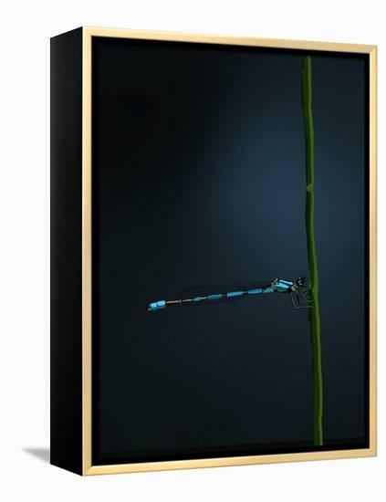 Damselfly, 2022 (Digital)-Roberta Murray-Framed Premier Image Canvas