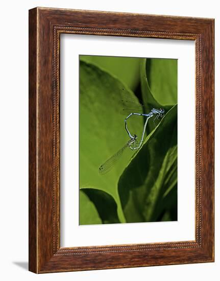 Damselfly - Mating-Paul Starosta-Framed Photographic Print