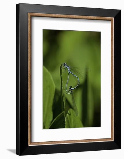 Damselfly - Mating-Paul Starosta-Framed Photographic Print