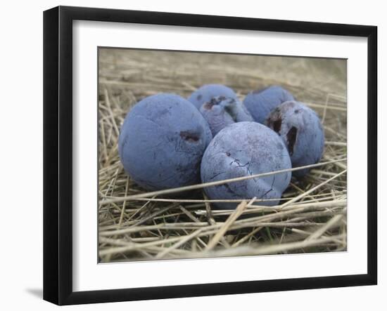 Damson Plums-Gaetan Caron-Framed Giclee Print