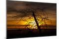Photographic Print