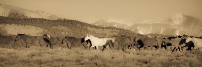 Morning Prayer-Dan Ballard-Photographic Print