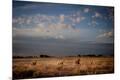 Photographic Print