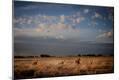 Photographic Print