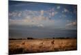 Photographic Print