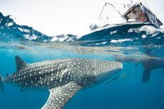 Whale shark, Sakatia Island, Madagascar, Indian Ocean, Africa-Dan Burton-Mounted Photographic Print