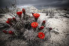 Red Flowers Bloom From A Cactus On The Desert Floor - Joshua Tree National Park-Dan Holz-Photographic Print