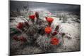 Photographic Print