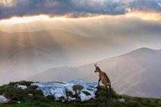 Chamois in Piatra Craiului Romania-Dan Mirica-Photographic Print