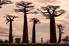 Madagascar-Dan Mirica-Framed Premier Image Canvas