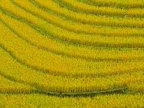 Lush, Terraced Rice Paddies Create Textured Landscapes in Hmong Hill Tribe Country, Sapa, Vietnam-Dan Morris-Framed Premier Image Canvas