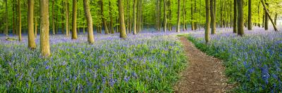 Path Winds Through a Carpet of Bluebells in a Wood in Hertfordshire, UK-Dan Tucker-Framed Photographic Print