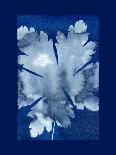 Cyanotype Ginko-Dan Zamudio-Art Print