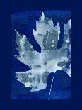 Cyanotype Birch-Dan Zamudio-Art Print