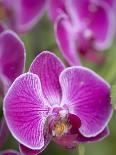 Rare, beautiful orchids bloom in a Florida garden-Dana Hoff-Photographic Print