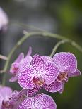 Rare, beautiful orchids bloom in a Florida garden-Dana Hoff-Photographic Print