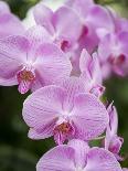 Rare, beautiful orchids bloom in a Florida garden-Dana Hoff-Premier Image Canvas