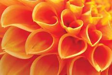 Orange Funnel Dahlia-Dana Styber-Photographic Print
