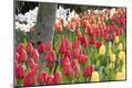 Photographic Print