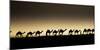 Danakil Depression Ethiopia-Art Wolfe-Mounted Photographic Print