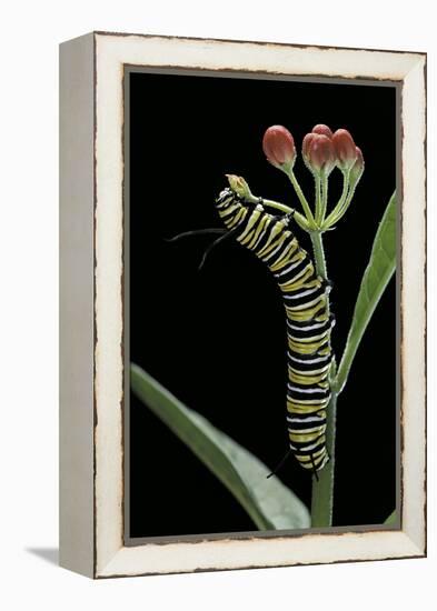 Danaus Plexippus (Monarch Butterfly) - Caterpillar Feeding on Milkweed Flower-Paul Starosta-Framed Premier Image Canvas