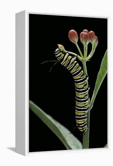 Danaus Plexippus (Monarch Butterfly) - Caterpillar Feeding on Milkweed Flower-Paul Starosta-Framed Premier Image Canvas