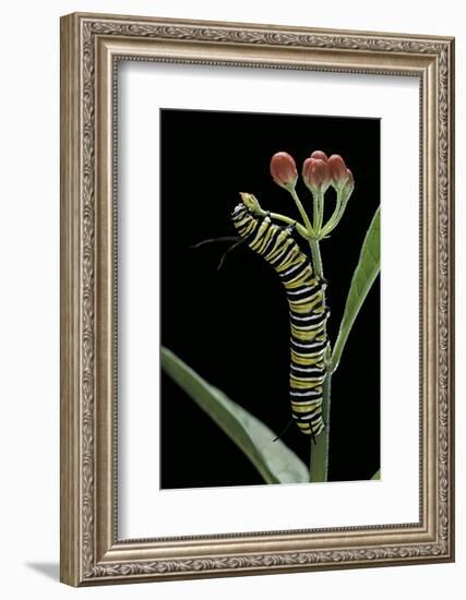 Danaus Plexippus (Monarch Butterfly) - Caterpillar Feeding on Milkweed Flower-Paul Starosta-Framed Photographic Print