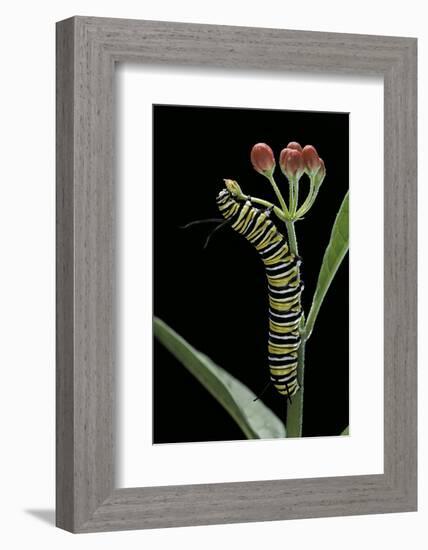 Danaus Plexippus (Monarch Butterfly) - Caterpillar Feeding on Milkweed Flower-Paul Starosta-Framed Photographic Print