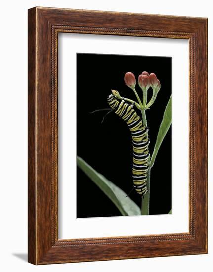 Danaus Plexippus (Monarch Butterfly) - Caterpillar Feeding on Milkweed Flower-Paul Starosta-Framed Photographic Print