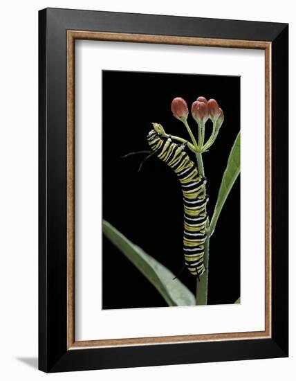 Danaus Plexippus (Monarch Butterfly) - Caterpillar Feeding on Milkweed Flower-Paul Starosta-Framed Photographic Print