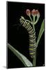 Danaus Plexippus (Monarch Butterfly) - Caterpillar Feeding on Milkweed Flower-Paul Starosta-Mounted Photographic Print