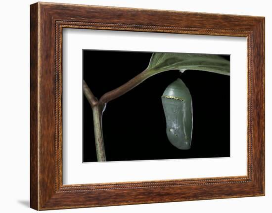 Danaus Plexippus (Monarch Butterfly) - Pupa-Paul Starosta-Framed Photographic Print