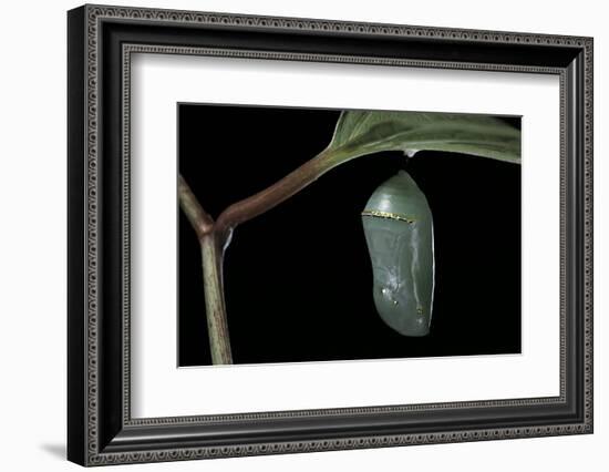 Danaus Plexippus (Monarch Butterfly) - Pupa-Paul Starosta-Framed Photographic Print