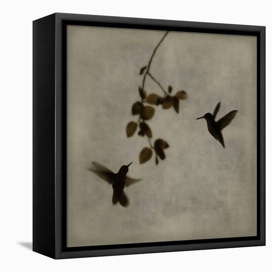 Dance in Flight II-Chris Donovan-Framed Stretched Canvas