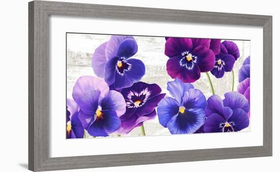 Dance of Pansies-Jenny Thomlinson-Framed Art Print