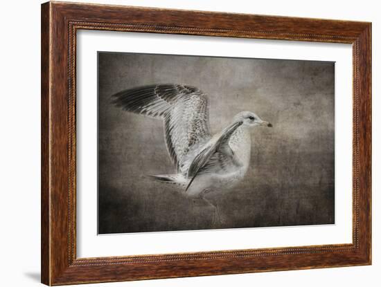 Dance of the Lone Gull-Jai Johnson-Framed Premium Giclee Print