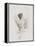 Dance Study I-Ethan Harper-Framed Stretched Canvas