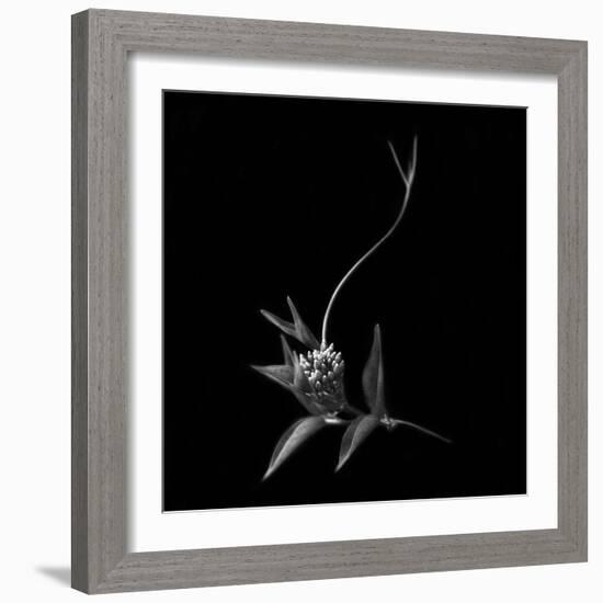 Dance With Me, She Said ...-Yvette Depaepe-Framed Photographic Print