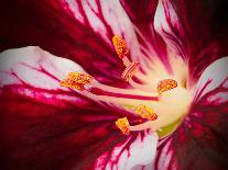 Lily Flower Stamen close Up.-Dancestrokes-Photographic Print