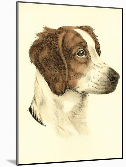 Danchin Brittany Spaniel-Danchin-Mounted Art Print