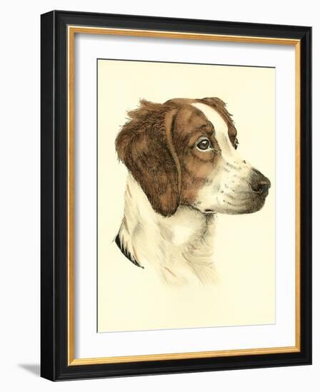 Danchin Brittany Spaniel-Danchin-Framed Art Print