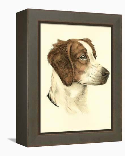 Danchin Brittany Spaniel-Danchin-Framed Stretched Canvas