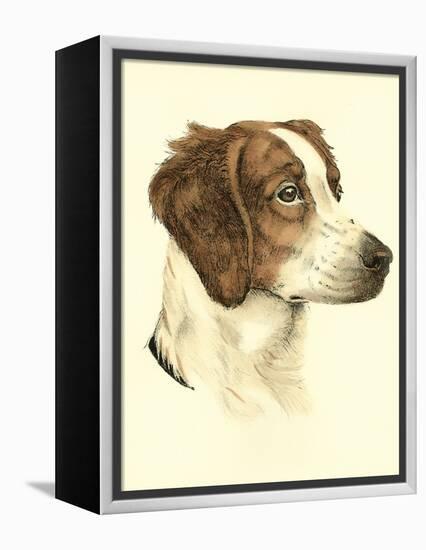 Danchin Brittany Spaniel-Danchin-Framed Stretched Canvas