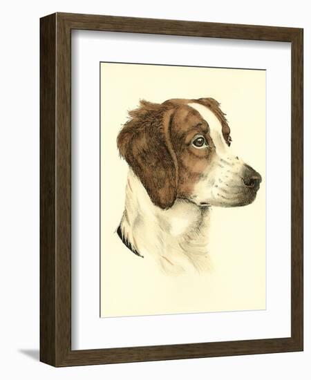 Danchin Brittany Spaniel-Danchin-Framed Premium Giclee Print