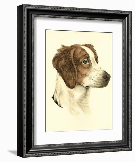 Danchin Brittany Spaniel-Danchin-Framed Premium Giclee Print