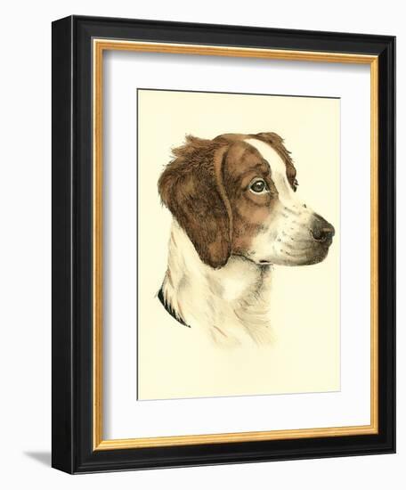 Danchin Brittany Spaniel-Danchin-Framed Premium Giclee Print