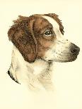 Danchin Brittany Spaniel-Danchin-Framed Stretched Canvas